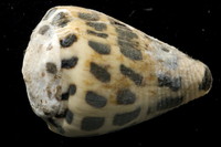 : Conus ebraeus