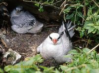 Photo of faeton červenozobý Phaethon aethereus Red billed Tropicbird  Rabijunco Piquirrojo