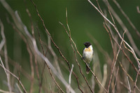 ［ノビタキ］ Siberian Stonechat / Saxicola maura / 13cm