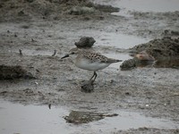 Semipalmated Sandpiper