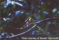 Yakushima Narcissus Flycatcher » Ficedula narcissina owstoni