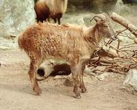 타르 -히말라야타르양 Himalayan Tahr (Hemitragus jemlahicus)