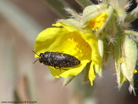 Acmaeodera bipunctata