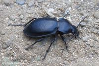Carabus hungaricus
