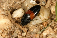 Drapetes mordelloides