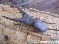 Cyclommatus canaliculatus
