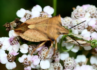 Carpocoris fuscispinus
