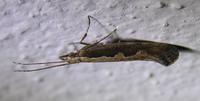 Plutella xylostella - Diamond-back Moth