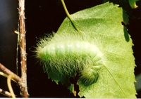 Acronicta leporina - The Miller
