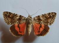 Catocala promissa - Light Crimson Underwing