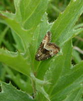 Photedes captiuncula - Least Minor