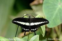 Papilio demolion