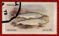 Coregonus pollan, Irish pollan: fisheries