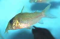 Corydoras spilurus, Pinkthroat corydoras: aquarium