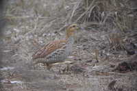 Schlegel's Francolin. (Francolinus schlegelii)