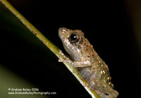 Rain Frog - Eleutherodactylus sp.