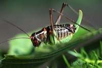 Barbitistes ocskayi