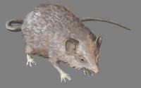 Image of: Caenolestes fuliginosus (silky shrew opossum)