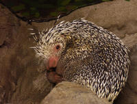 Image of: Coendou prehensilis (Brazilian porcupine)