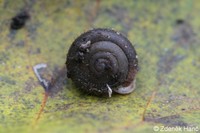 Isognomostoma isognomostomos