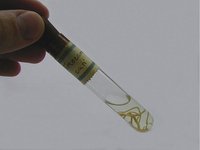 Toxocara cati