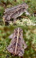 Image of: Bufo quercicus (oak toad)