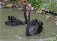 Cygnus atratus - Black Swan