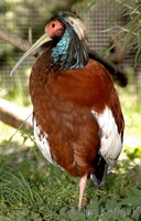 Lophotibis cristata - White-winged Ibis