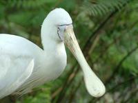 Platalea flavipes - Yellow-billed Spoonbill