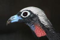 Pipile jacutinga - Black-fronted Piping-Guan