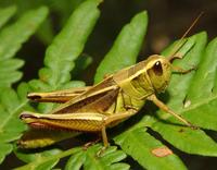 Image of: Melanoplus bivittatus (two-striped grasshopper)