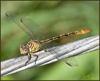 Image of: Stylurus plagiatus