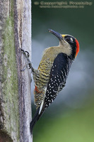 Melanerpes pucherani - Black-cheeked Woodpecker