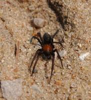 Image of: Gnaphosidae