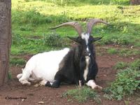 Capra hircus hircus - domestic goat