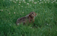 Lepus europaeus - Brown Hare