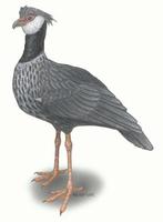 Image of: Chauna chavaria (northern screamer)