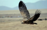 Image of: Gyps himalayensis (Himalayan griffon)