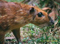 Agouti paca - Paca