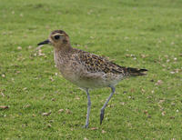 Image of: Pluvialis fulva (Pacific golden plover)