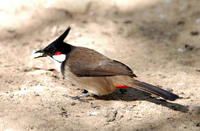 Image of: Pycnonotus jocosus (red-whiskered bulbul)