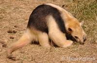 Tamandua tetradactyla - Southern Tamandua