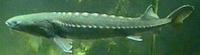 Image of: Acipenser transmontanus (white sturgeon)