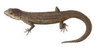 Image of: Neusticurus ecpleopus