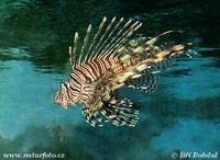 Pterois volitans - Butterfly Cod