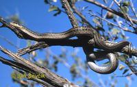 Elaphe dione - Dione Ratsnake