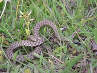 Natrix tessellata