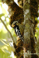 Crimson-breasted Woodpecker - Dendrocopos cathpharius