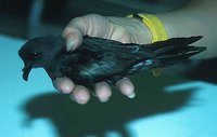 Leach's Storm-petrel - Oceanodroma leucorhoa