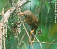 Orange-billed Babbler - Turdoides rufescens